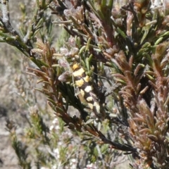 Tanyzancla argutella (A concealer moth) at Tuggeranong Hill - 24 Sep 2019 by owenh