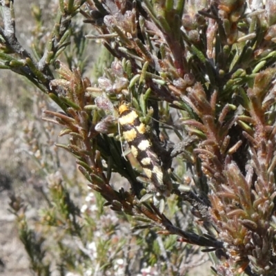 Tanyzancla argutella (A concealer moth) at Theodore, ACT - 24 Sep 2019 by owenh