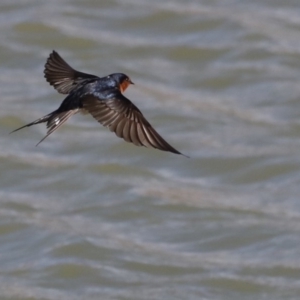 Hirundo neoxena at Molonglo Valley, ACT - 19 Aug 2019