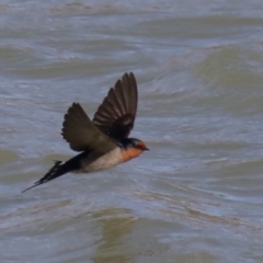 Hirundo neoxena at Molonglo Valley, ACT - 19 Aug 2019