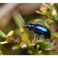 Altica sp. (genus) (Flea beetle) at Acton, ACT - 22 Sep 2019 by kdm