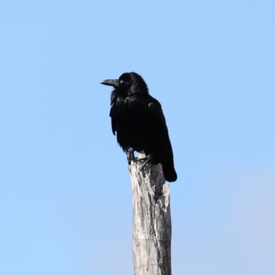 Corvus coronoides (Australian Raven) at Bullen Range - 19 Aug 2019 by jbromilow50