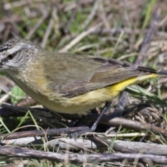 Acanthiza chrysorrhoa (Yellow-rumped Thornbill) at Paddys River, ACT - 24 Sep 2019 by Marthijn