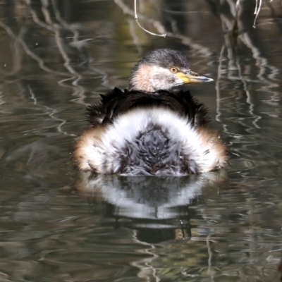 Tachybaptus novaehollandiae (Australasian Grebe) at Fyshwick, ACT - 22 Aug 2019 by jbromilow50