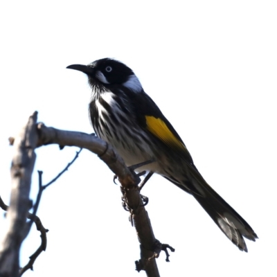 Phylidonyris novaehollandiae (New Holland Honeyeater) at Fyshwick, ACT - 22 Aug 2019 by jbromilow50