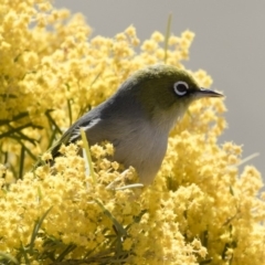 Zosterops lateralis (Silvereye) at Michelago, NSW - 8 Sep 2019 by Illilanga