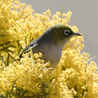 Zosterops lateralis (Silvereye) at Michelago, NSW - 8 Sep 2019 by Illilanga