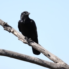 Corvus coronoides (Australian Raven) at Fyshwick, ACT - 22 Aug 2019 by jbromilow50