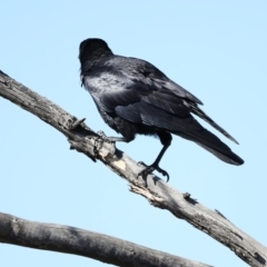 Corvus coronoides at Fyshwick, ACT - 22 Aug 2019