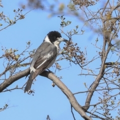 Cracticus torquatus (Grey Butcherbird) at The Pinnacle - 22 Sep 2019 by AlisonMilton