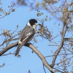 Cracticus torquatus (Grey Butcherbird) at Dunlop, ACT - 22 Sep 2019 by AlisonMilton