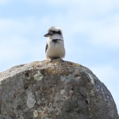 Dacelo novaeguineae (Laughing Kookaburra) at Dunlop, ACT - 22 Sep 2019 by Alison Milton