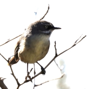 Sericornis frontalis at Fyshwick, ACT - 22 Aug 2019 11:34 AM