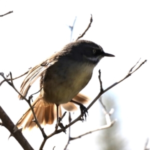 Sericornis frontalis at Fyshwick, ACT - 22 Aug 2019 11:34 AM