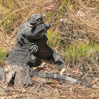 Varanus varius (Lace Monitor) at Mogo, NSW - 20 Sep 2019 by AlisonMilton