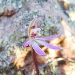 Caladenia fuscata at Denman Prospect, ACT - 22 Sep 2019