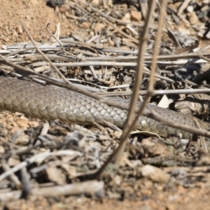 Pseudonaja textilis at Illilanga & Baroona - 8 Sep 2019 11:16 AM