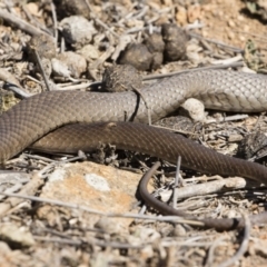 Pseudonaja textilis at Illilanga & Baroona - 8 Sep 2019 11:16 AM