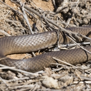 Pseudonaja textilis at Illilanga & Baroona - 8 Sep 2019 11:16 AM