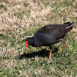 Gallinula tenebrosa at Fyshwick, ACT - 22 Aug 2019 10:48 AM