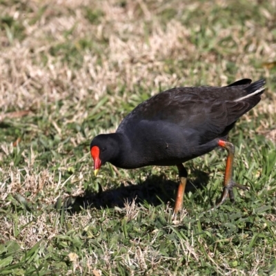 Gallinula tenebrosa (Dusky Moorhen) at Fyshwick, ACT - 22 Aug 2019 by jbromilow50