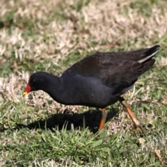 Gallinula tenebrosa at Fyshwick, ACT - 22 Aug 2019