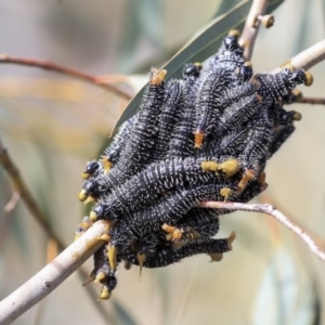 Perga sp. (genus) at Dunlop, ACT - 22 Sep 2019