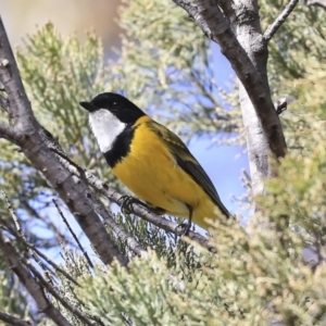 Pachycephala pectoralis at Dunlop, ACT - 22 Sep 2019 10:37 AM