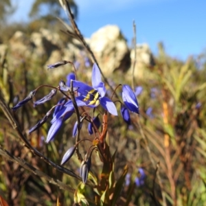 Stypandra glauca at Stromlo, ACT - 22 Sep 2019