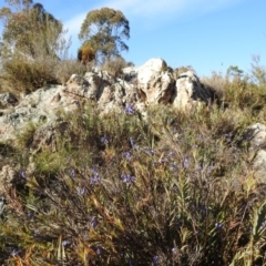 Stypandra glauca at Stromlo, ACT - 22 Sep 2019