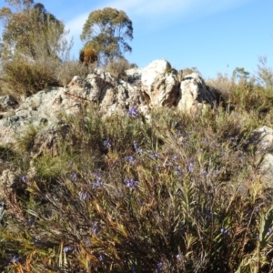 Stypandra glauca at Stromlo, ACT - 22 Sep 2019 07:44 AM