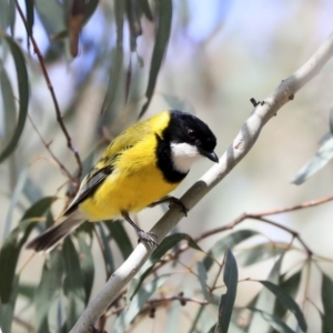 Pachycephala pectoralis at Hawker, ACT - 22 Sep 2019 11:24 AM