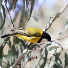 Pachycephala pectoralis at Hawker, ACT - 22 Sep 2019