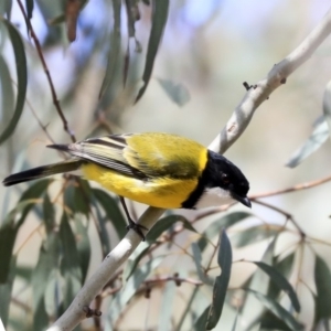 Pachycephala pectoralis at Hawker, ACT - 22 Sep 2019