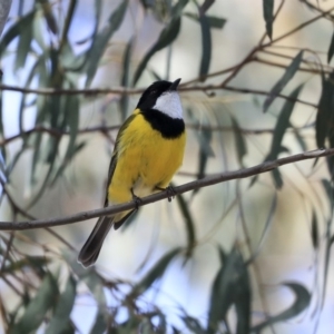 Pachycephala pectoralis at Hawker, ACT - 22 Sep 2019