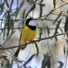 Pachycephala pectoralis at Hawker, ACT - 22 Sep 2019 11:24 AM