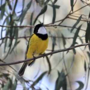 Pachycephala pectoralis at Hawker, ACT - 22 Sep 2019