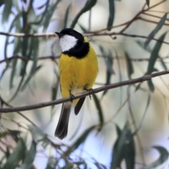 Pachycephala pectoralis at Hawker, ACT - 22 Sep 2019 11:24 AM