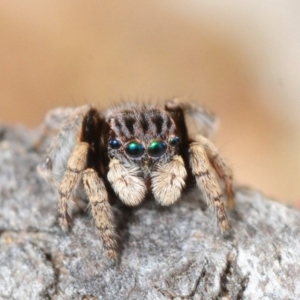 Maratus vespertilio at Nicholls, ACT - 22 Sep 2019