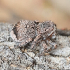 Maratus vespertilio at Nicholls, ACT - 22 Sep 2019