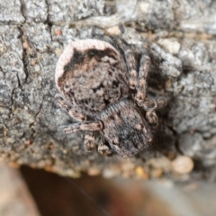 Maratus vespertilio at Nicholls, ACT - 22 Sep 2019