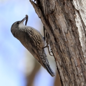 Cormobates leucophaea at Hawker, ACT - 22 Sep 2019 11:36 AM