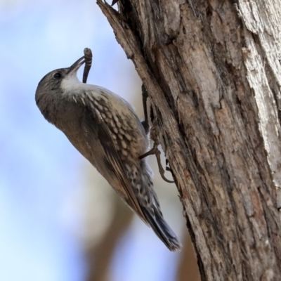 Cormobates leucophaea (White-throated Treecreeper) at The Pinnacle - 22 Sep 2019 by AlisonMilton