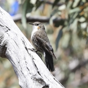 Cormobates leucophaea at Hawker, ACT - 22 Sep 2019 11:36 AM