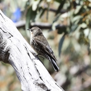 Cormobates leucophaea at Hawker, ACT - 22 Sep 2019 11:36 AM