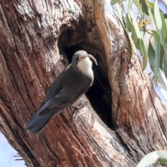 Cormobates leucophaea at Hawker, ACT - 22 Sep 2019 11:36 AM