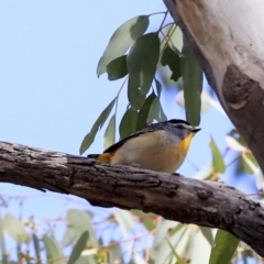 Pardalotus punctatus (Spotted Pardalote) at The Pinnacle - 22 Sep 2019 by AlisonMilton