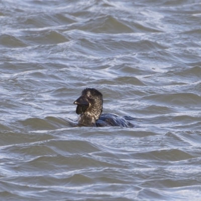 Biziura lobata (Musk Duck) at Michelago, NSW - 7 Sep 2019 by Illilanga