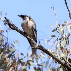 Philemon corniculatus (Noisy Friarbird) at Dunlop, ACT - 22 Sep 2019 by Alison Milton