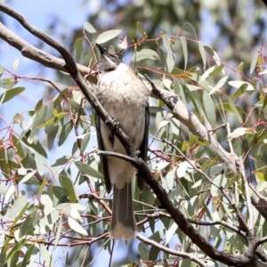 Philemon corniculatus at Dunlop, ACT - 22 Sep 2019